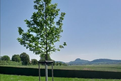 Baumbestattung