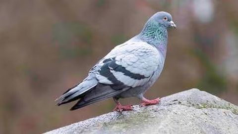 Eröffnung des Taubenhauses